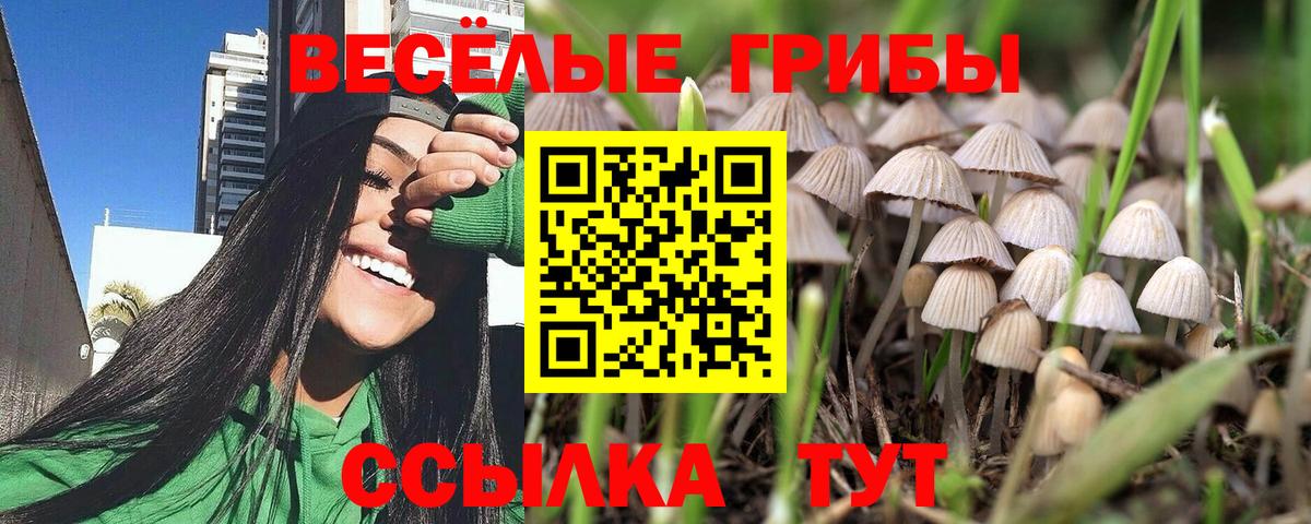 Псилоцибиновые грибы GOLDEN TEACHER Будённовск